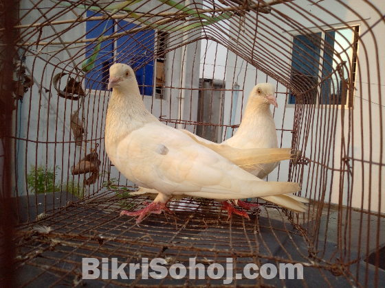 কবুতর